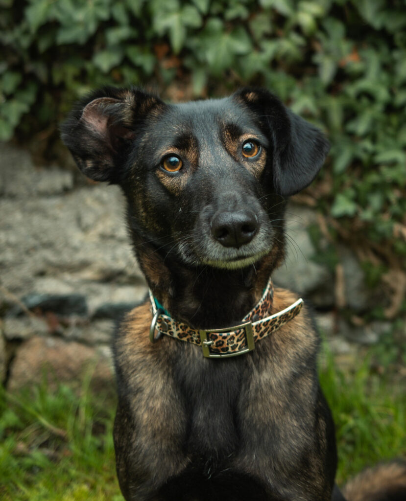 Gizmo Therapiehund Brennessel e.V. Ravensburg