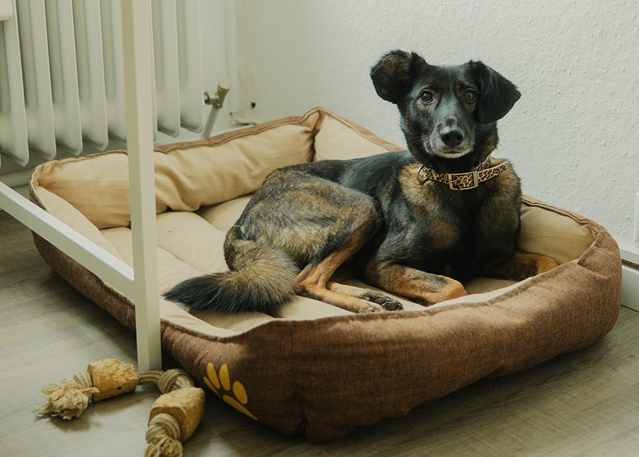 Gizmo Therapiehund Brennessel e.V. Ravensburg